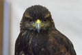 Close up view of a hawk head.