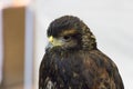 Close up view of a hawk head.