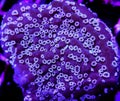 Purple and Blue Montipora Coral Royalty Free Stock Photo