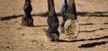 Detailed view of horse hoof foot outside stables Royalty Free Stock Photo