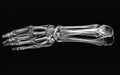 Detailed view of a human skeleton hand and forearm structure on a black background Royalty Free Stock Photo
