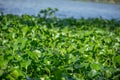 Detailed view of lake with common water hyacinths, aquatic plants, on the bank Royalty Free Stock Photo