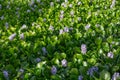 Detailed view of lake with common water hyacinths, aquatic plants, on the bank Royalty Free Stock Photo