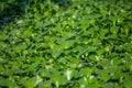 Detailed view of lake with common water hyacinths, on the bank, in Pateira de Fermentelos Royalty Free Stock Photo