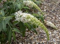 Wonderful White Buddleia Royalty Free Stock Photo
