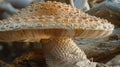 Close Up of Mushroom Growing on Tree