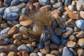 Close up of a closed mussel on a pebble beach