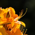 Detailed view of yellow rhododendron blossom Royalty Free Stock Photo