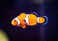 Ocellaris Clownfish on Black Background