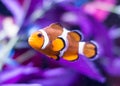 Ocellaris Clownfish on Black Background Royalty Free Stock Photo