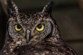 Detailed view of an owl, expressive and colorful, clear and expressive eyes, blurred background