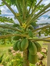 Detailed view of papaya tree with detailed growing papayas, typically tropical tree on Africa