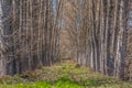 Detailed view of the parallel trees on the herbs field Royalty Free Stock Photo