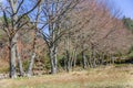 Detailed view of the parallel trees in the middle at the woods, typical vegetation Royalty Free Stock Photo