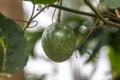 Detailed view of passion fruit hanging from the branches of the passion fruit tree