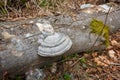 Large white fungus on a fallen decayed tree trunk