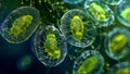 A detailed view of a protozoas chloroplasts responsible for photosynthesis showcases their organized arrangement within