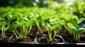 Detailed view of pumpkin plants in their early stages with vigorous green foliage