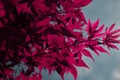 Detailed view of red maple leaves. In the blue sky Acer palmatum Royalty Free Stock Photo