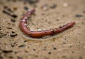 Close up of a common earthworm crawling on sandy soil outdoors Royalty Free Stock Photo