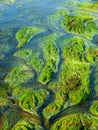Detailed view of river grass and algae