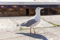 Detailed view of a seagull next to the Douro river docks, Porto