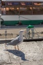 Detailed view of a seagull next to the Douro river docks, Porto