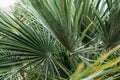 A detailed view of the sharp, pointed leaves of a yucca plant, creating a pattern of lines and textures in a natural Royalty Free Stock Photo