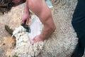 Detailed view of sheep farmer shearing sheep for their wool Royalty Free Stock Photo