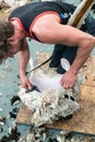 Detailed view of sheep farmer shearing sheep for their wool