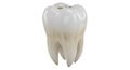 A detailed view of a single artificial tooth model with three visible roots Royalty Free Stock Photo
