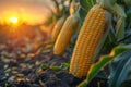 Close-Up of a Corn on the Cob