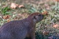 Detailed view of a single funny rodent, prairie dog, genus Cynomys