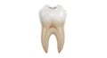 A detailed view of a single human molar tooth model used for dental education or study Royalty Free Stock Photo