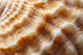 A detailed view of a single shell lying on a sandy beach, showcasing its intricate pattern and texture, Detailed image of the Royalty Free Stock Photo