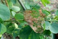 Extreme Closeup of Skeletonized Leaf Showing Insect Damage and Decay Royalty Free Stock Photo