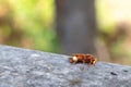 Detailed view of small orange insect moving over rough stone surface, Sharpfocus photograph capturing tiny orange insect crawling Royalty Free Stock Photo