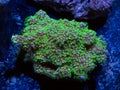 Rock Covered in Green and Purple Montipora Hard Coral Royalty Free Stock Photo