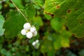 Detailed view of snowberries and leaves