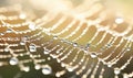 Close-up of Water Droplets on Spider Web Royalty Free Stock Photo