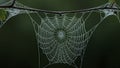 Spider Web Closeup with Dew Drops Royalty Free Stock Photo