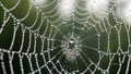 Spider Web with Dew Drops Closeup Royalty Free Stock Photo