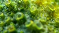 Detailed view of the stomatal pore with tiny droplets of water on its surface and small openings for gas exchange. . AI