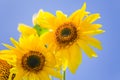 Detailed view of a sunflower flower, yellow and orange colored flower