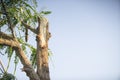 Detailed view at a tall tree fell after a stroke of lightning