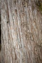 Detailed view of the texture of the wood, bark of the ancient trunk of the wood Royalty Free Stock Photo