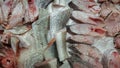 Detailed view and textures at the different sliced fishes on supermarket counter