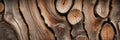 Detailed View of Tree Bark Rugged Texture