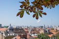 Closeup of tree with view over rooftops of Zagreb old city center in the background