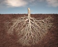 A detailed view of a tree\'s root system emerging from the soil, showcasing its intricate network against a cloudy sky Royalty Free Stock Photo